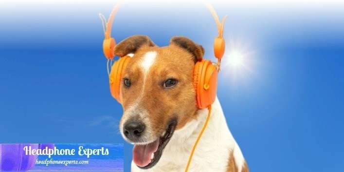Can Dogs Wear Headphones
